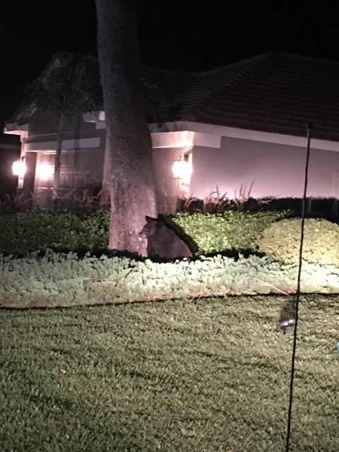 Um urso no meu quintal